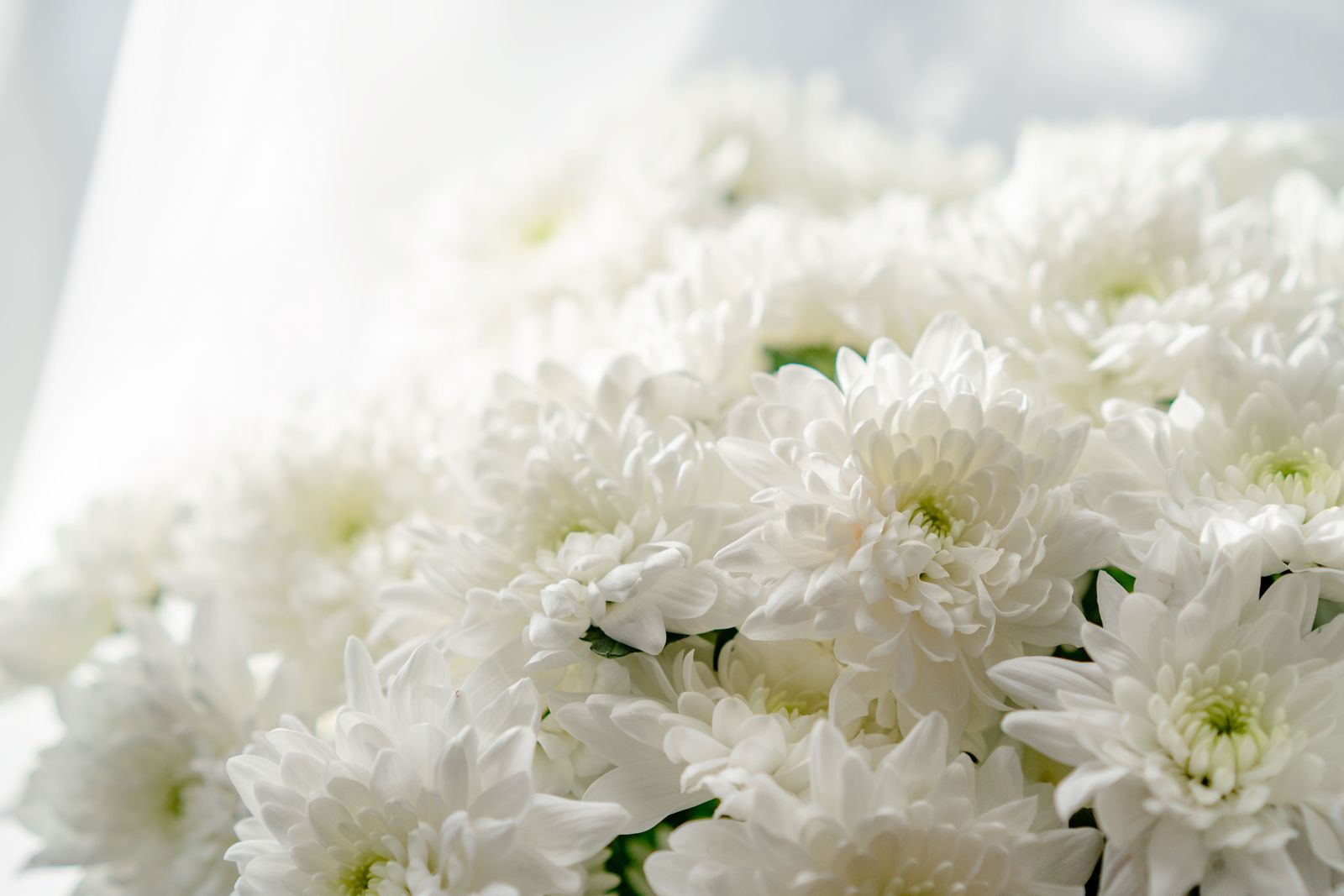 Chrysanthèmes blancs en gros plan, fleurs de cérémonie