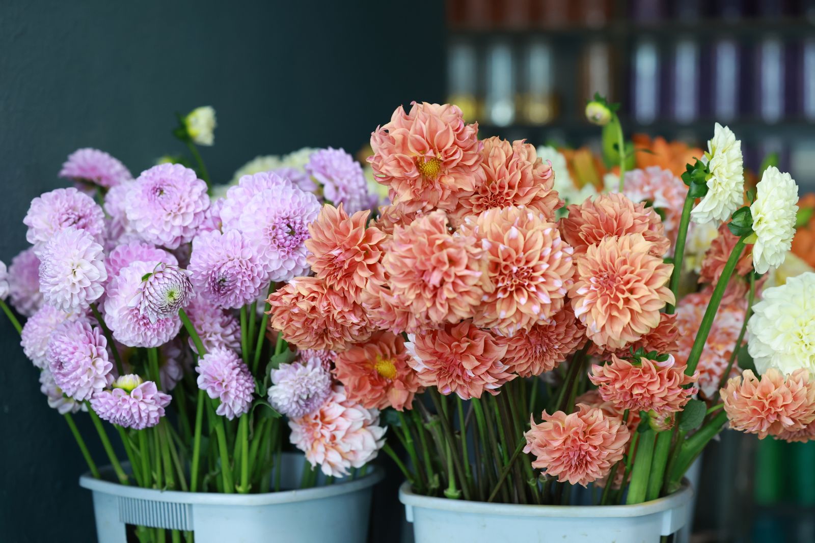 Seaux de chrysanthèmes colorés alignés dans une boutique de fleuriste